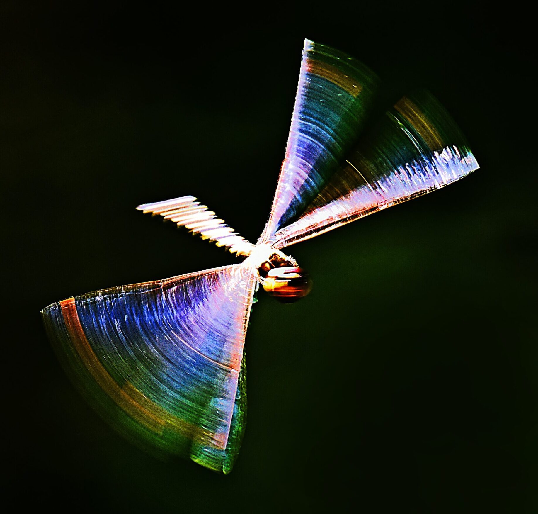 dragon fly in motion